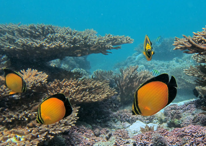 Arabian butterflyfish - Chaetodon melapterus